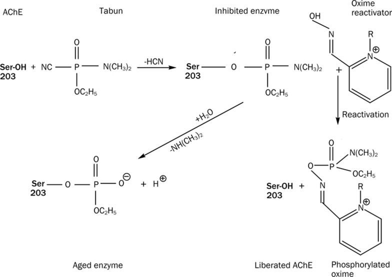 Scheme 1