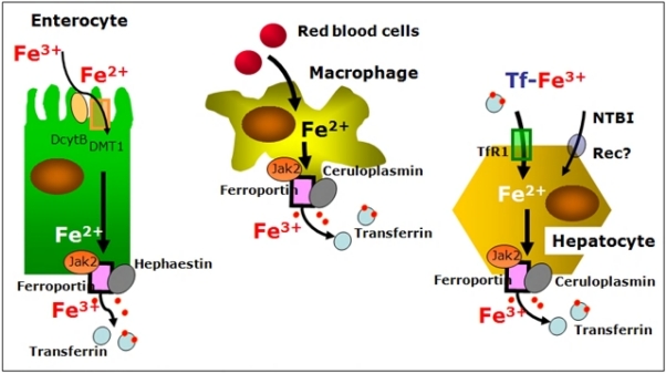 Figure 2.