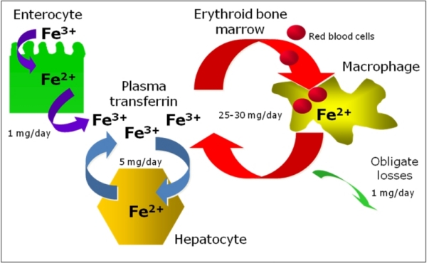 Figure 1.