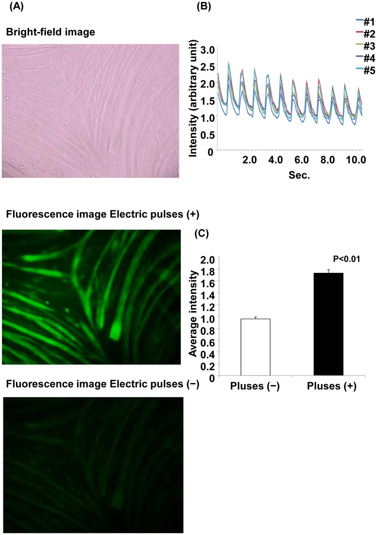 Figure 4