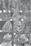 Figure 12