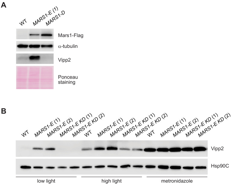 Figure 6—figure supplement 1.