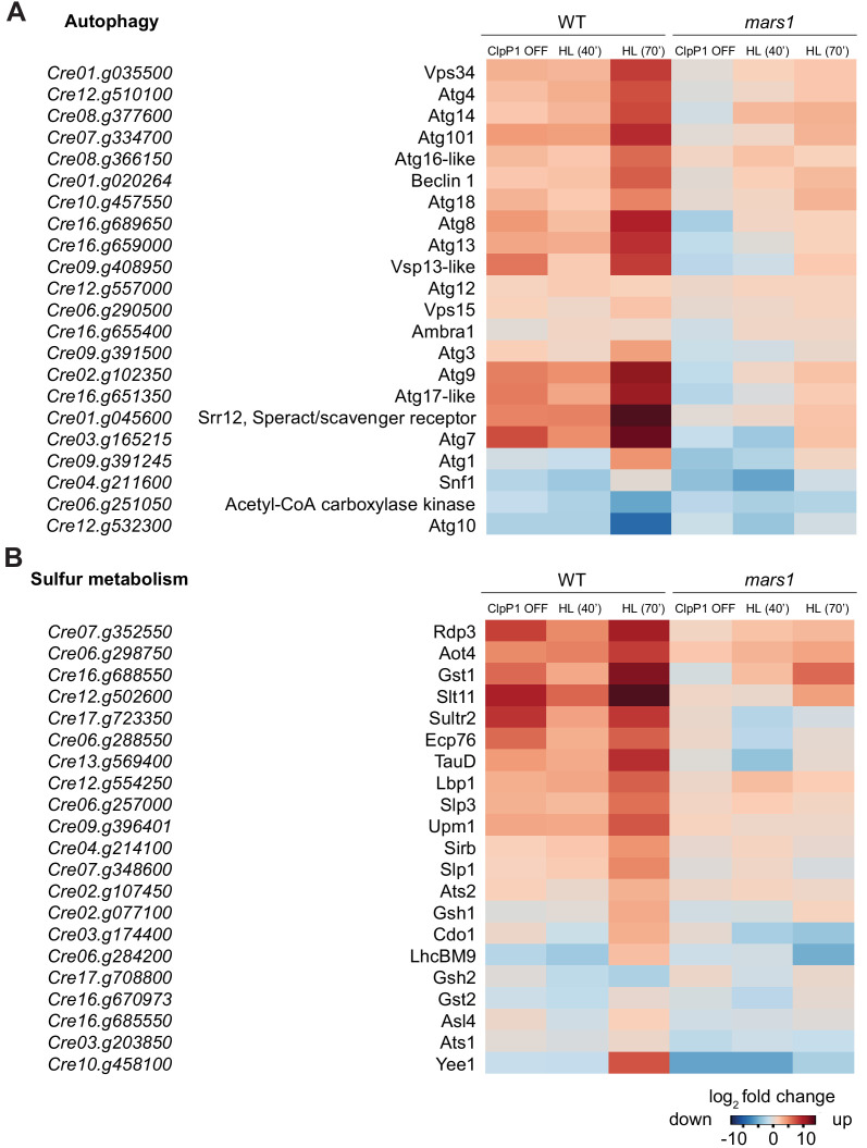 Figure 5—figure supplement 3.