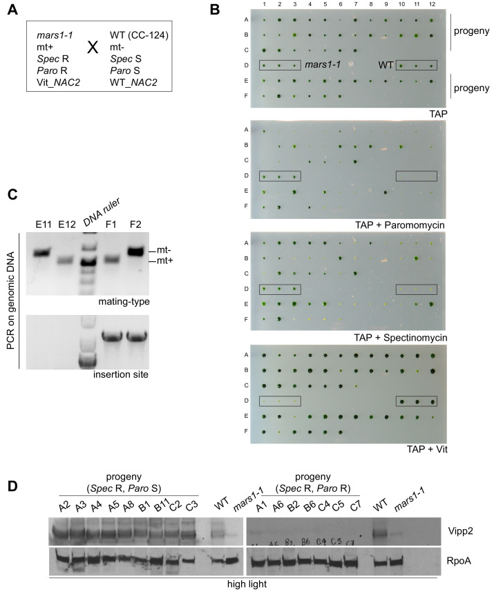 Figure 2—figure supplement 2.