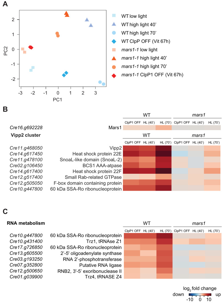 Figure 5—figure supplement 1.