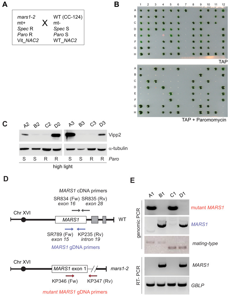 Figure 2—figure supplement 3.