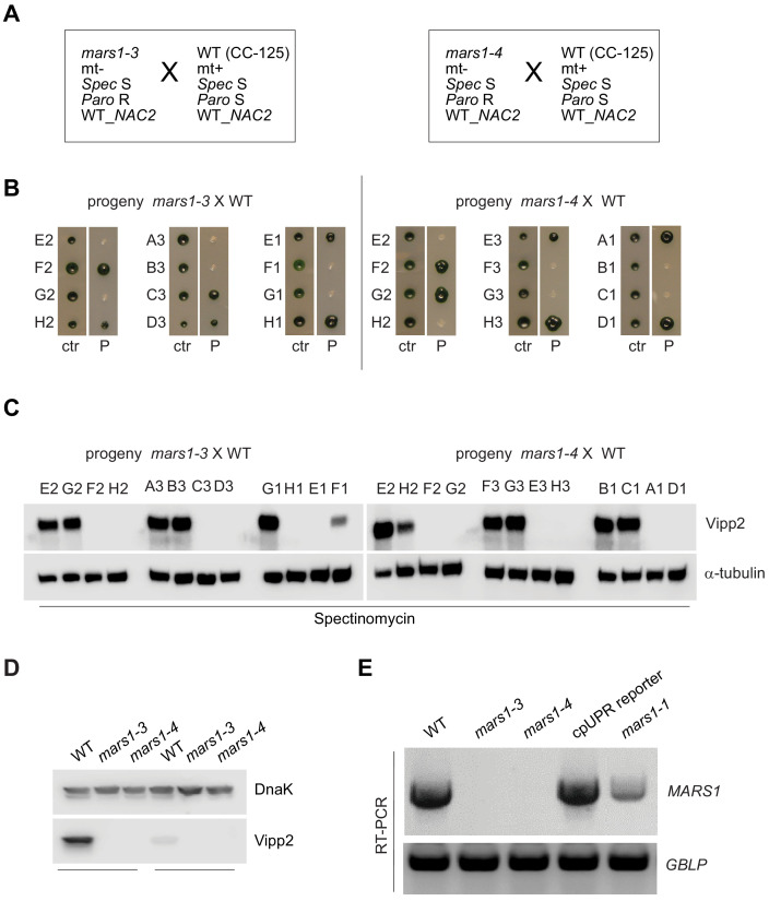 Figure 2—figure supplement 4.