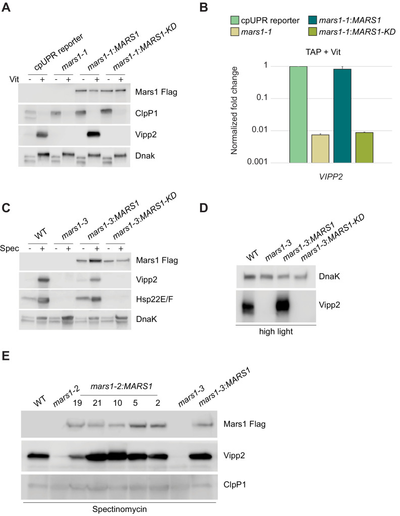 Figure 3—figure supplement 1.