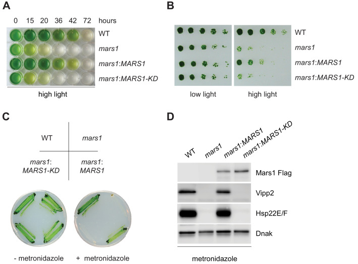 Figure 4.