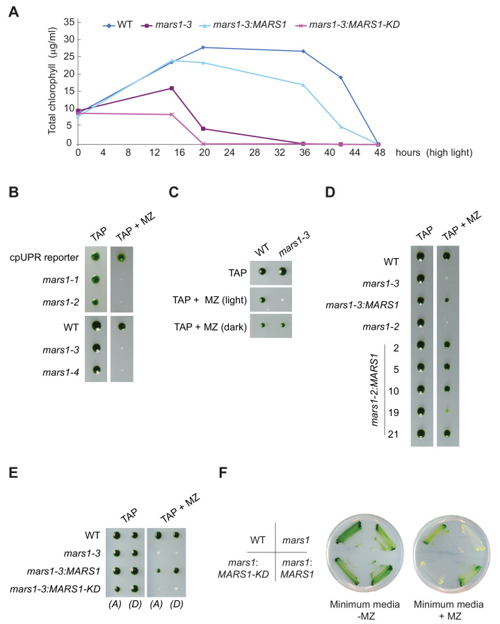 Figure 4—figure supplement 1.