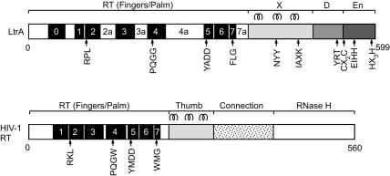 FIGURE 1.