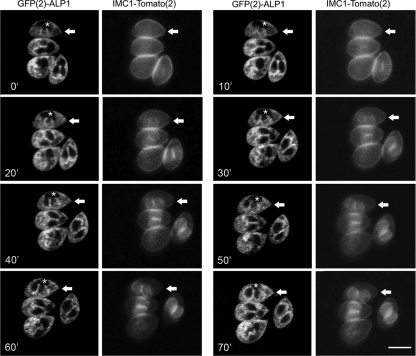 FIG. 6.