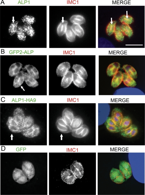 FIG. 4.