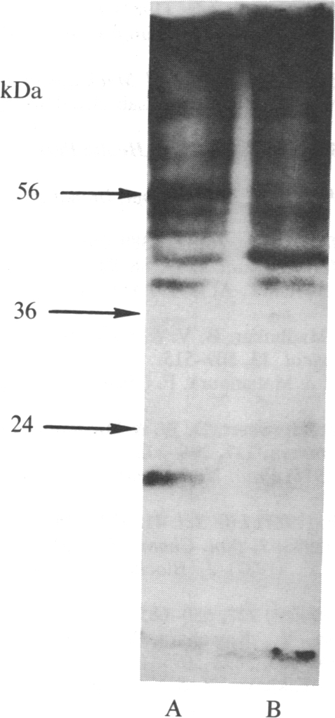 graphic file with name pnas00264-0025-a.jpg