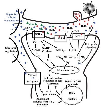 Fig. (1) Dopamine volume neurotransmission and some redox processes during activation of NMDA, AMPA and MGLU receptors.
