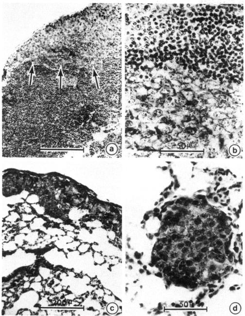 graphic file with name pnas00654-0397-a.jpg