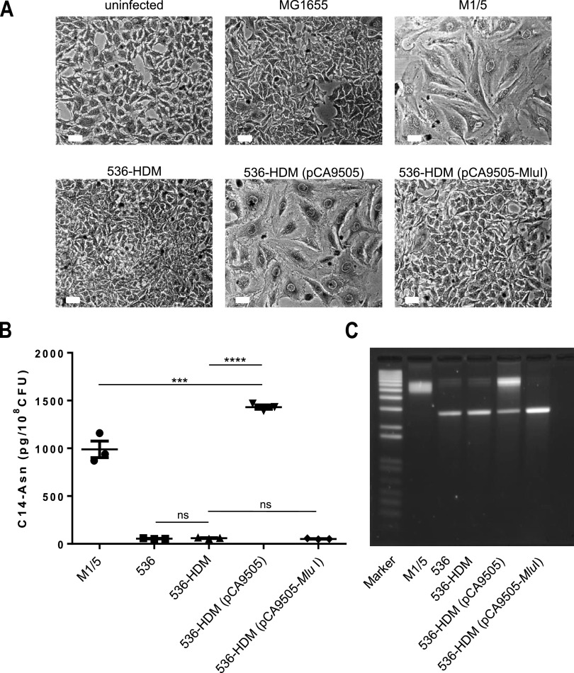 FIG 1