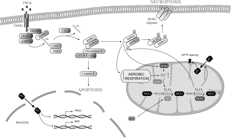 FIG. 2.