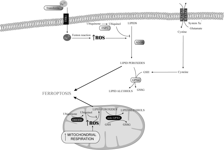 FIG. 4.