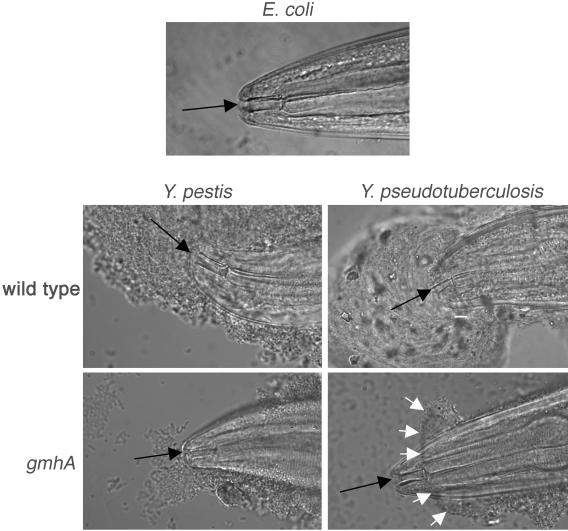 FIG. 2.