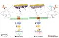 Graphical Abstract