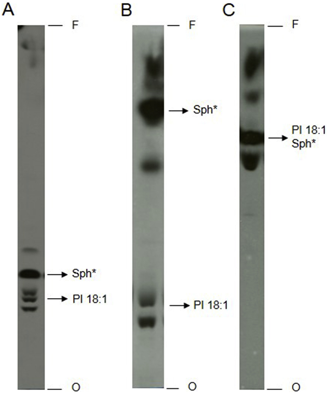 Fig. 5