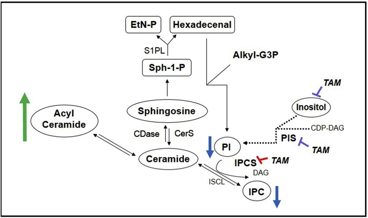 Fig. 11