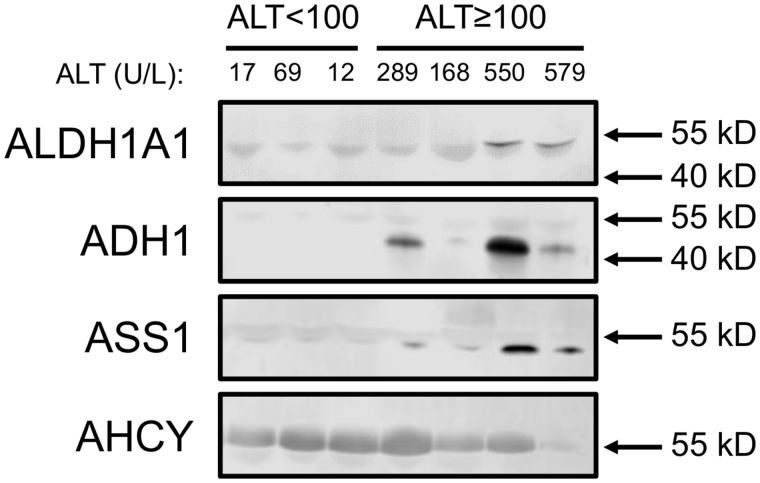 Figure 5.