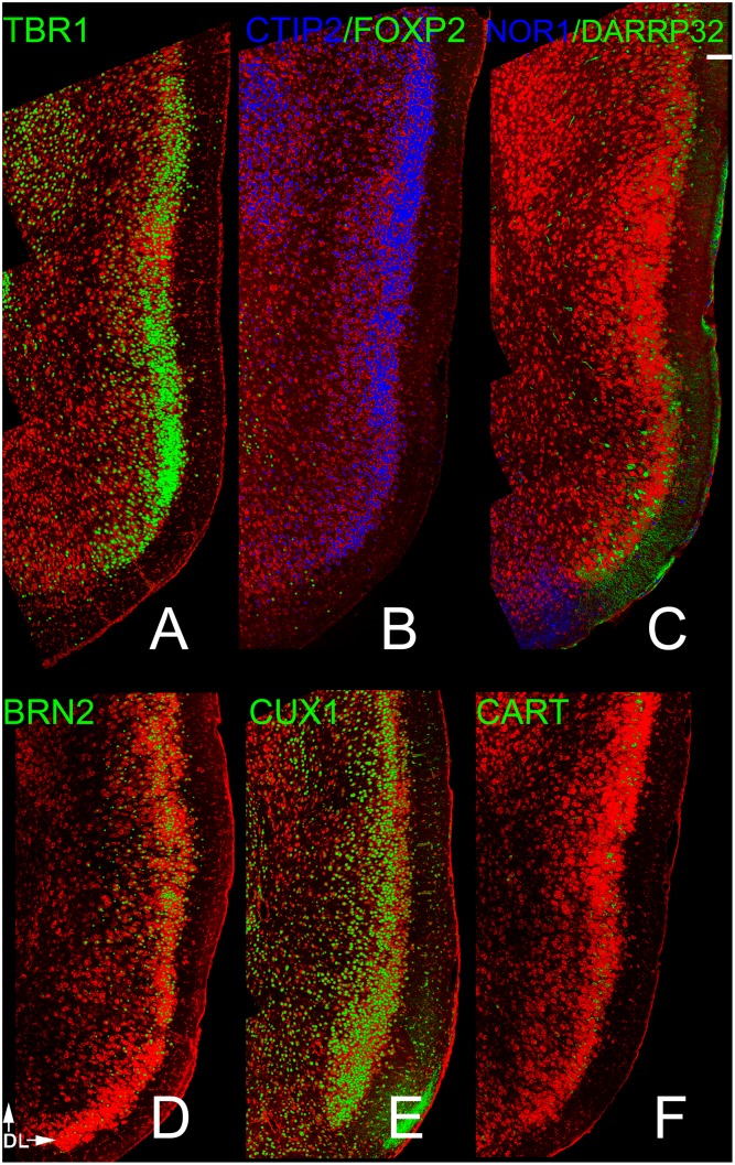 Fig 5