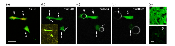 Fig. 7