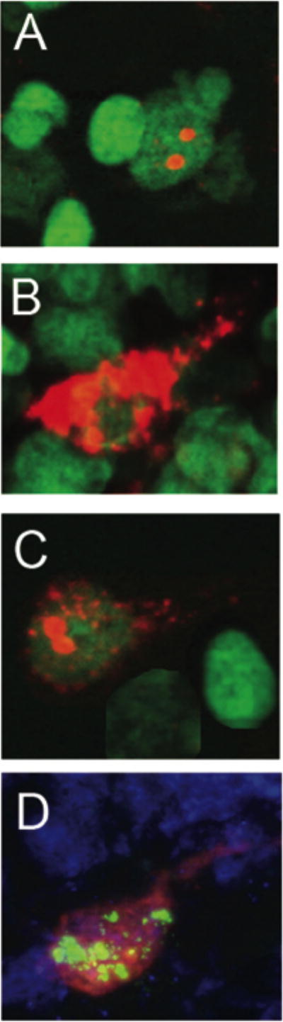 Fig. 8