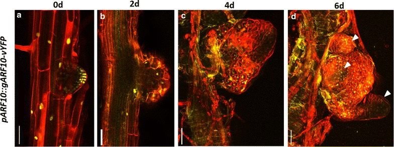 Fig. 7