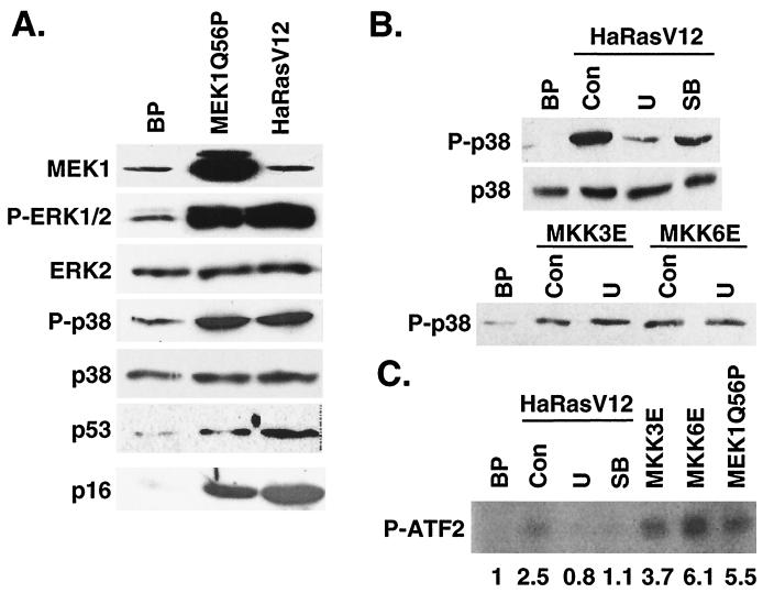 FIG. 8.