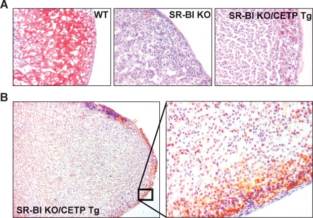 Fig. 3.