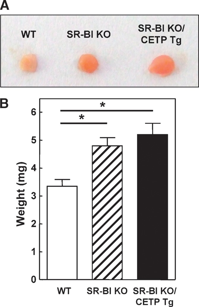 Fig. 2.