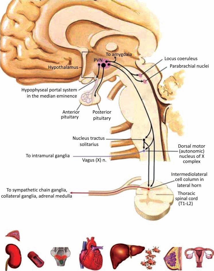 Fig. (1)