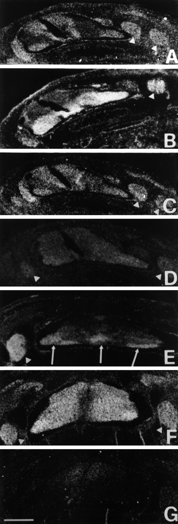 Fig. 9.