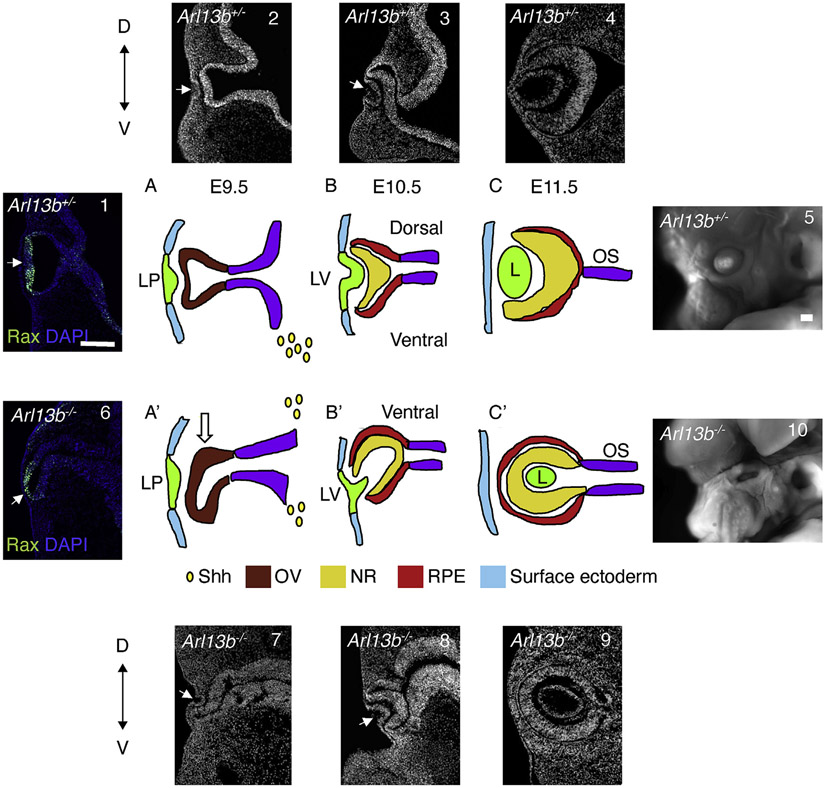 Fig. 7.