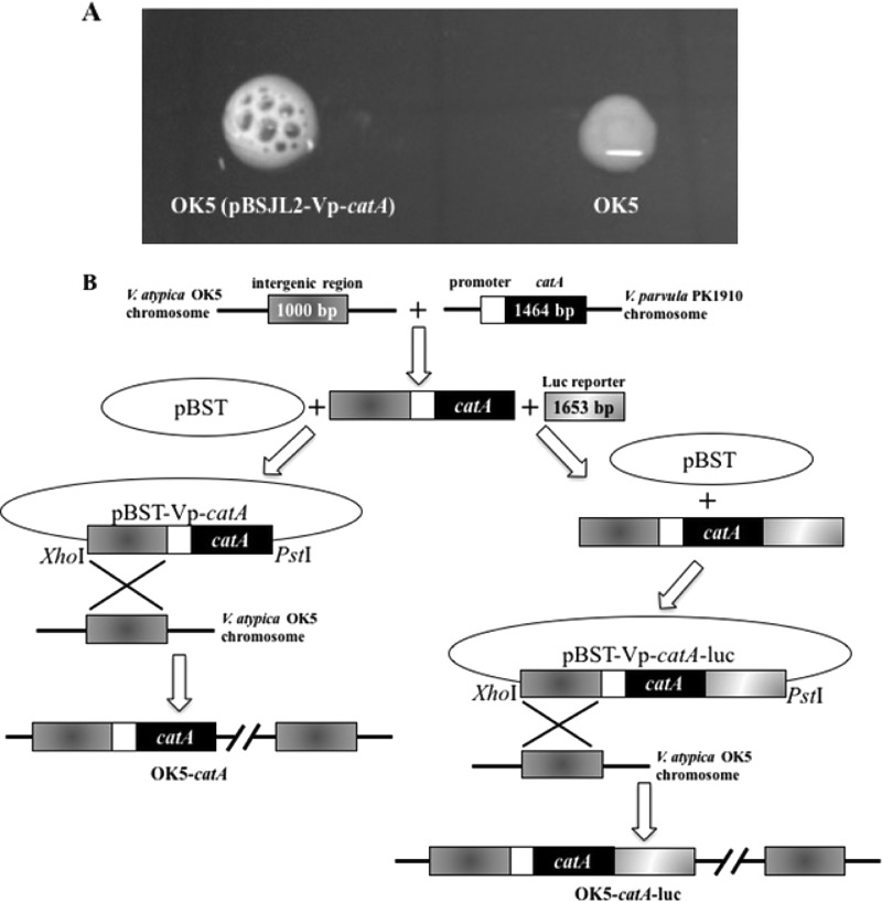 FIG 2