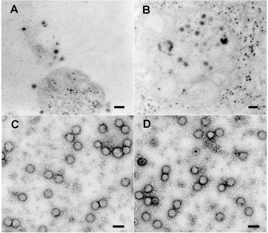 FIG. 7.