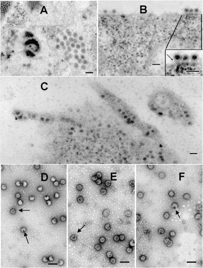 FIG. 6.