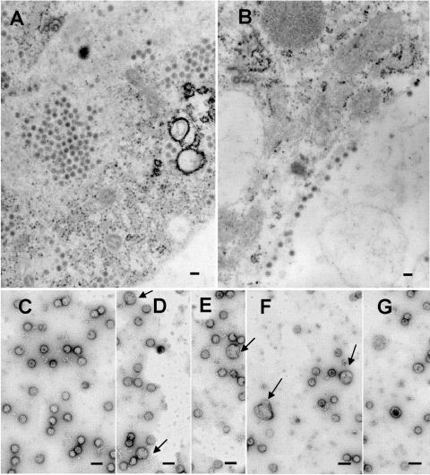 FIG. 5.