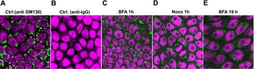 Fig. 9.