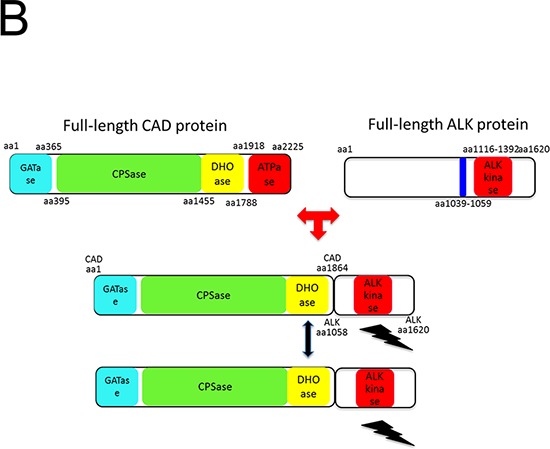 Figure 2B