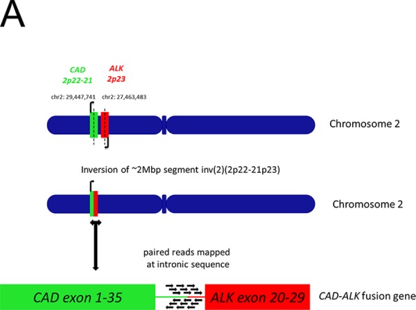 Figure 2A