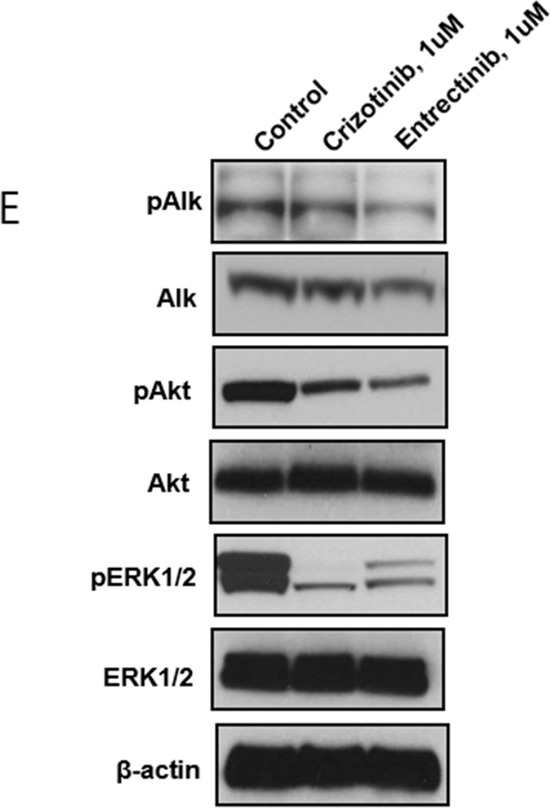 Figure 3E