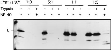 FIG. 5