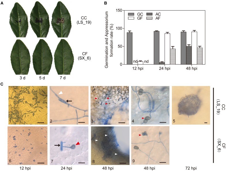 FIGURE 2