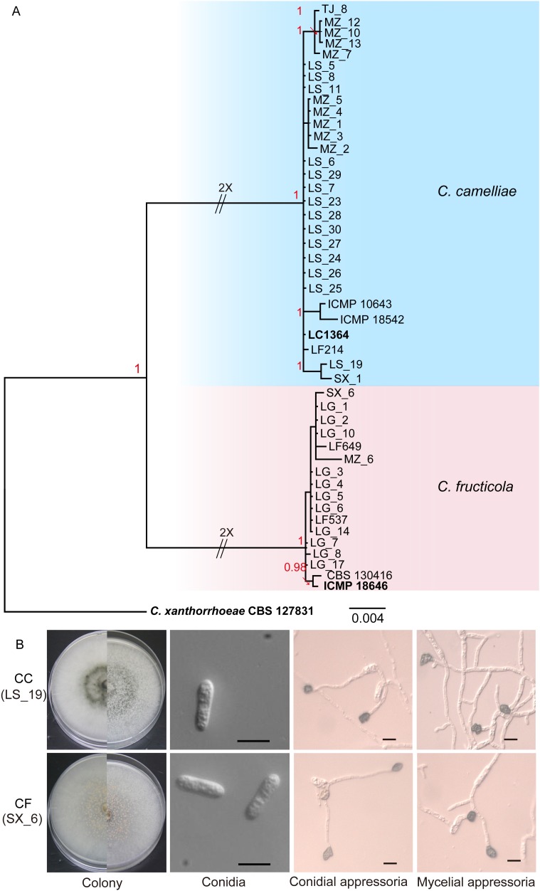 FIGURE 1