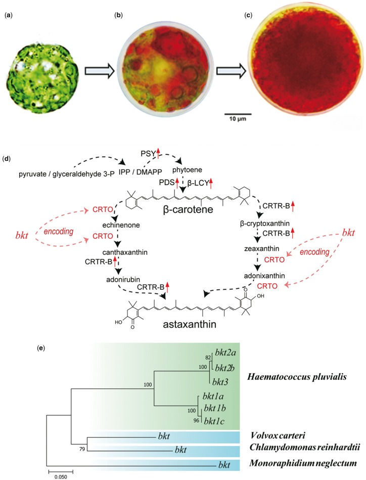 Fig 1.